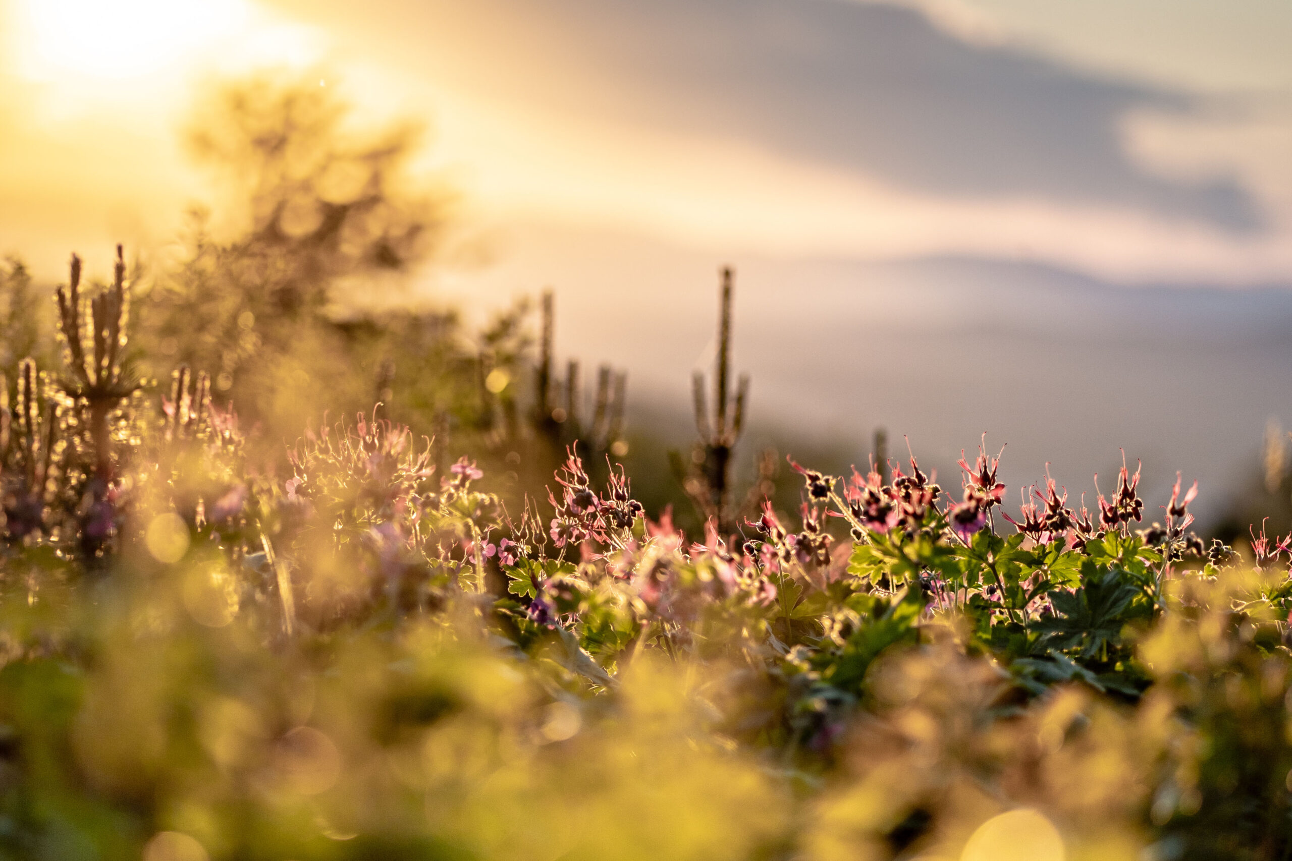 Wildflowers in a sunlit field at sunset, with golden light illuminating the flowers and grasses. The background is softly blurred, showing distant hills and a partly cloudy sky.